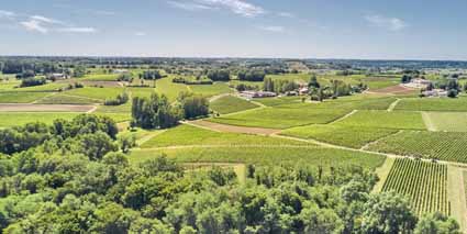 Weinberge
